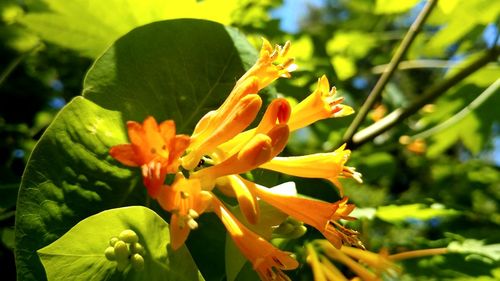 Close-up of yellow flowers blooming outdoors