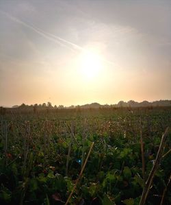 Scenic view of field against sky during sunset