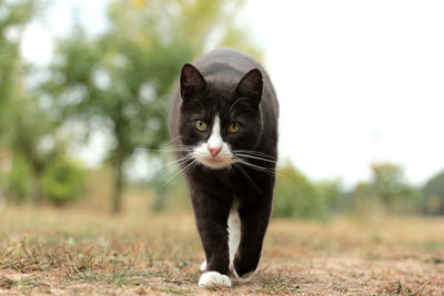 Portrait of cat standing on field