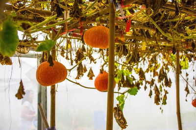 Low angle view of fruits hanging on tree