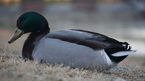 Close-up of a duck