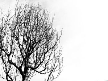 Low angle view of bare tree against clear sky