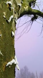 Close-up of tree against sky