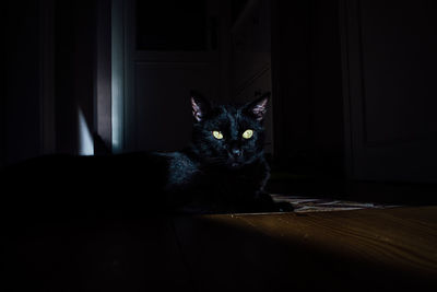 Close-up portrait of cat sitting