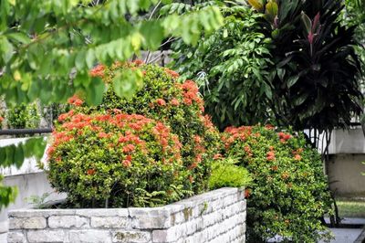 Plants growing outdoors