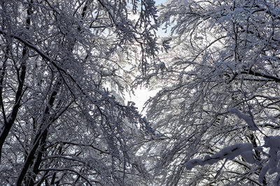 Low angle view of bare tree against sky