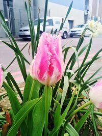 Close-up of pink flowers