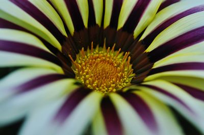 Close-up of yellow flower blooming outdoors