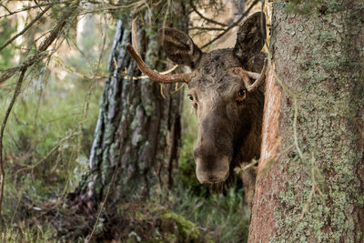 Close-up of moose behind tree in forest