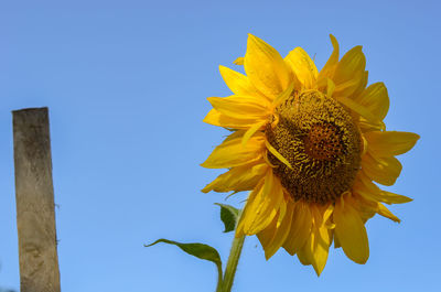 Low angle view of sunflower against clear blue sky