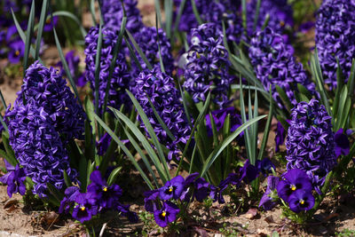 Close-up of purple crocus flowers on field