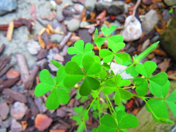 High angle view of plant