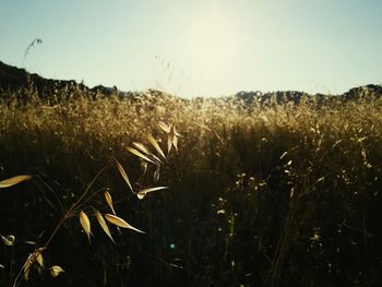 Scenic view of grassy field against sky