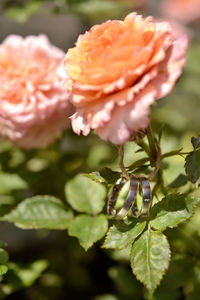 Close-up of flowering plant