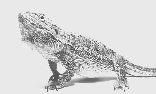 Close-up of lizard against white background