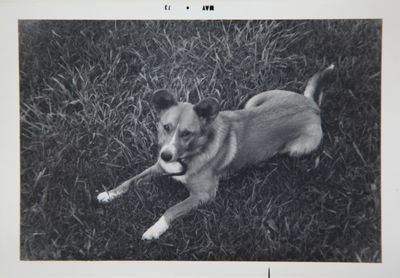 Dog grazing on grassy field