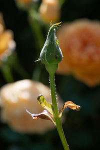 Close-up of green flower bud