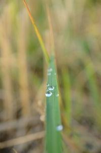 Close-up of plant