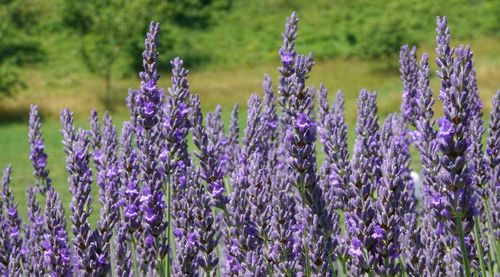 Close-up of purple flowers