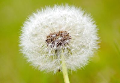 Close-up of dandelion flower