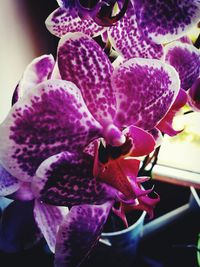 Close-up of purple flowers