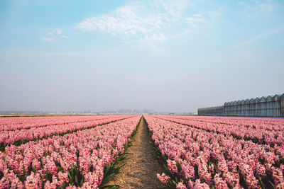 Purple flowering plants on field against sky