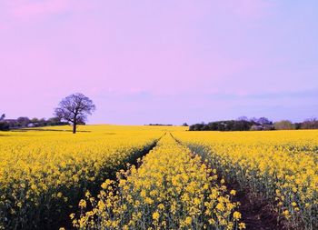 Scenic view of oilseed rape field against sky