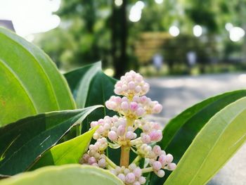 Close-up of pink flowers blooming outdoors