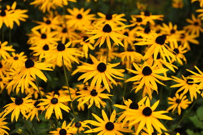 Close-up of yellow flowers blooming outdoors