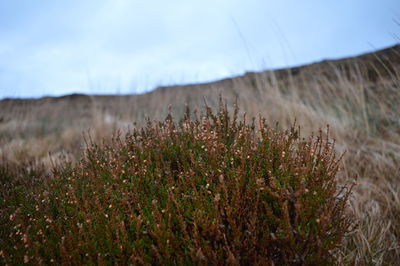 Plants growing on field against sky