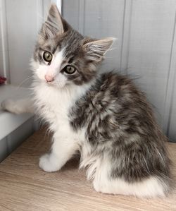 pet