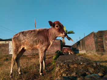 View of an animal on land