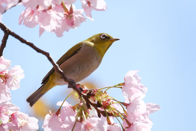 Low angle view of bird perching on cherry tree