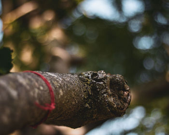 Close-up of rusty metal on tree