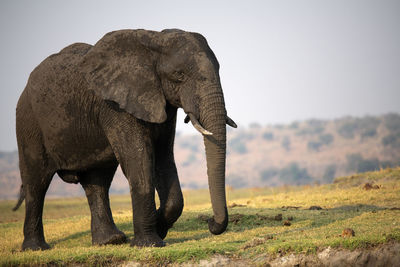 Elephant in a field