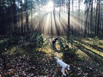 Sun shining through trees in forest