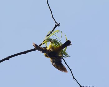 Low angle view of bird on branch against clear sky