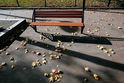 Leaves in autumn