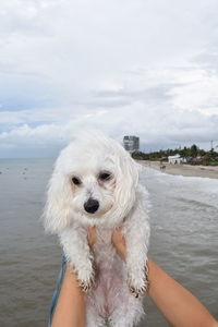 Close-up of white dog on shore against sky