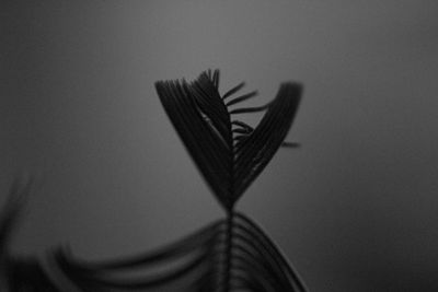 Close-up of cropped object