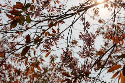 Low angle view of maple leaves on tree during winter