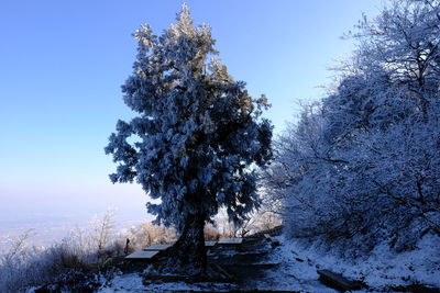 Trees on snow covered field against sky