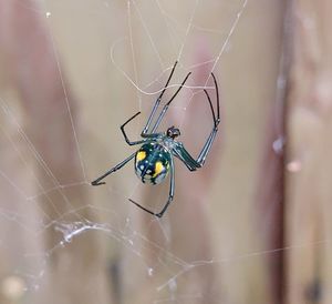 Close-up of spider on web