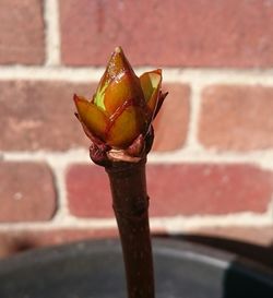 High angle view of leaf on wall