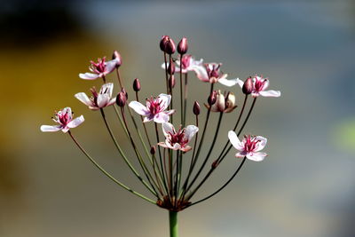 Close-up of pink flowering plant