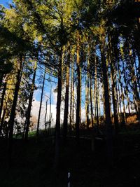 Low angle view of trees in forest