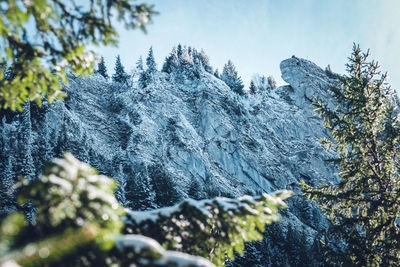 Snow covered pine trees against sky