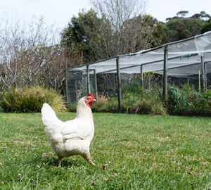 White rooster on field