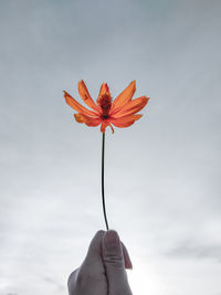 Close-up of hand holding red flowering plant against sky