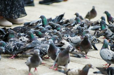 Close-up of birds perching on ground